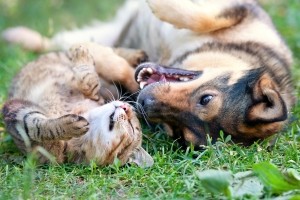 Werden Katze oder Hund überfahren, ist Fahrerflucht ein häufiger Vorwurf. Der Straftatbestand wird aber nicht erfüllt.